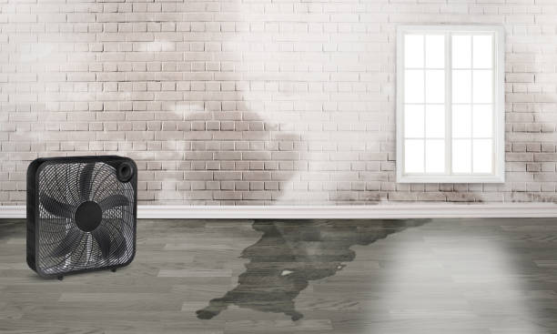 Best Ceiling water damage repair  in Pebble Creek, FL